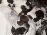 Des petites pattes de Cockers