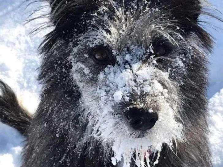 Association Pense-Bêtes