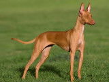Podenco espagnol