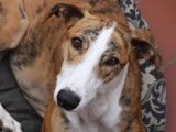 Galgo espagnol