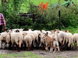 Des Bergers du Désert