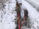 Des Loups du Val de They