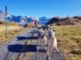 Alpes'Huskies