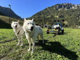 Alpes'Huskies