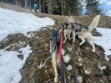 Alpes'Huskies