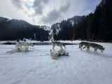 Alpes'Huskies
