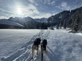 Alpes'Huskies