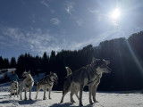 Alpes'Huskies