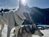 Alpes'Huskies