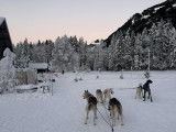 Alpes'Huskies