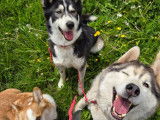 Team Caninous Husky Forever