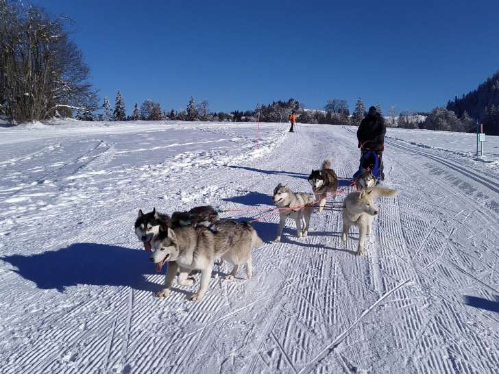 Team Caninous Husky Forever