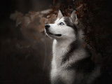 L'Instinct Canin