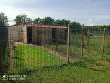 La structure : 3 chenils chauffés l’hiver et ventilés l’été avec parc en herbe Un terrain clos en sable (20m*40m) + terrain en herbe clos, de même surface