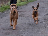 Ballinalee’s Irish Terrier