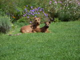 Ballinalee’s Irish Terrier