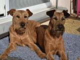 Ballinalee’s Irish Terrier