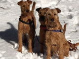 Ballinalee’s Irish Terrier
