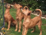 Ballinalee’s Irish Terrier