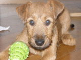 Ballinalee’s Irish Terrier