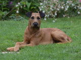 Ballinalee’s Irish Terrier