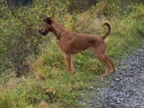 Ballinalee’s Irish Terrier