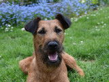 Ballinalee’s Irish Terrier