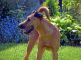 Ballinalee’s Irish Terrier