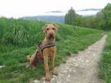 Ballinalee’s Irish Terrier