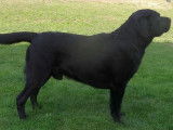 Les Labradors de La Verna
