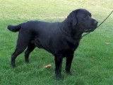 Les Labradors de La Verna