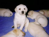 Les Labradors de La Verna