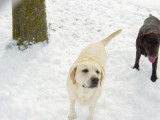 Les Labradors de La Verna