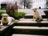 Les Labradors de La Verna
