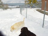 Les Labradors de La Verna