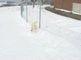 Les Labradors de La Verna
