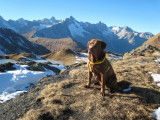Les Labradors de La Verna