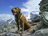 Les Labradors de La Verna