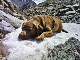 Les Labradors de La Verna