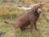 Les Labradors de La Verna