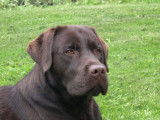 Les Labradors de La Verna
