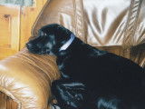 Les Labradors de La Verna