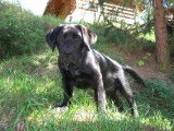 Les Labradors de La Verna