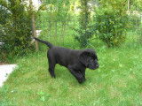 Les Labradors de La Verna