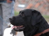 Les Labradors de La Verna