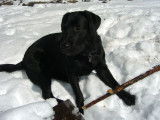 Les Labradors de La Verna
