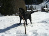 Les Labradors de La Verna