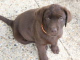 Les Labradors de La Verna