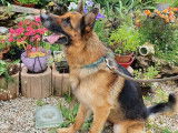 SOS Foyers Chiens Âgés