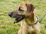 SOS Foyers Chiens Âgés